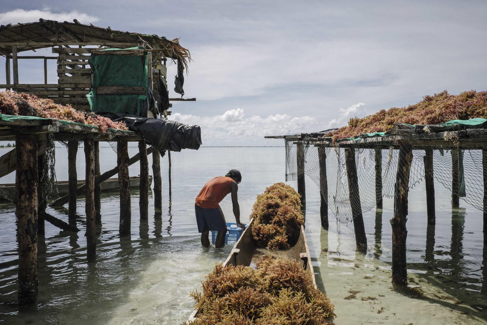 A man unloads farmed seaweed onto a drying dock in Beniamina Island, part of the Solomon Islands, June 5, 2018. In many parts of the Solomon Islands the land has disappeared, drowned by heaving currents and rising seas. (Adam Ferguson/The New York Times)