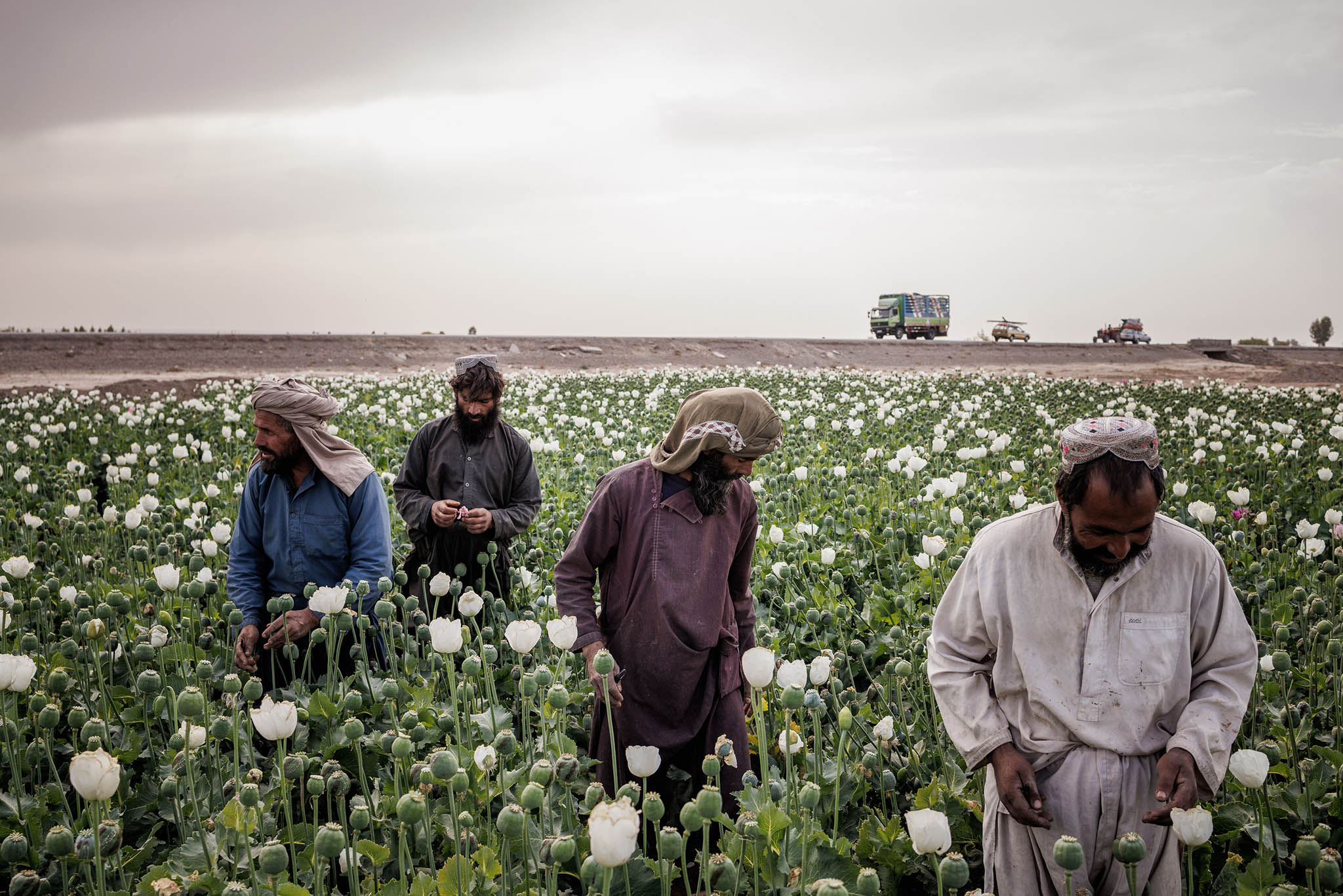 Farmers harvest opium from poppies in Maiwand, Afghanistan, Nov. 7, 2021. The Taliban announced on April 3, 2022, that cultivating opium poppy in Afghanistan was banned. (Jim Huylebroek/The New York Times)