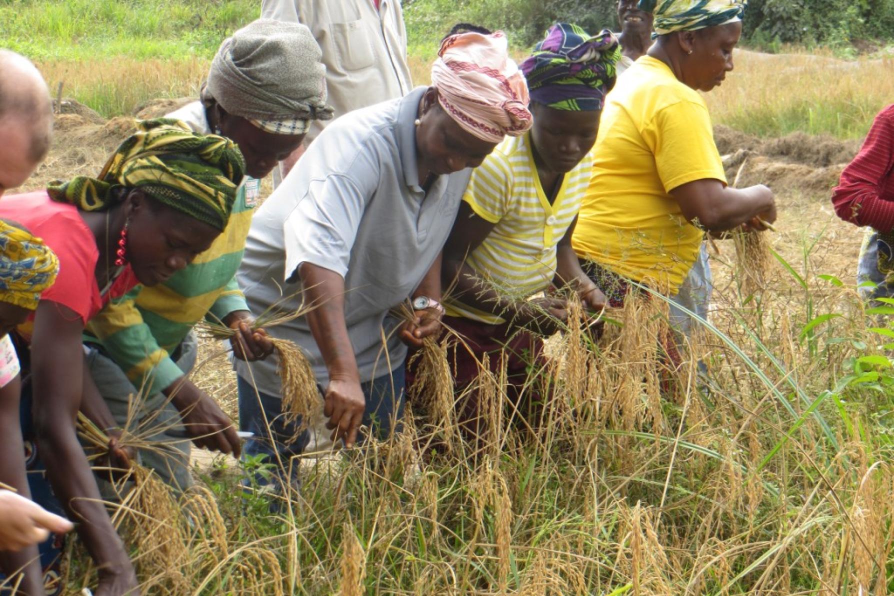 Rice harvest in Totota, Libya (USAID)