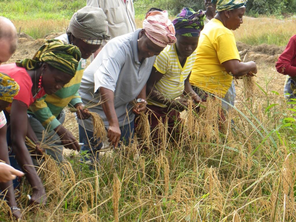 Rice harvest in Totota, Libya (USAID)