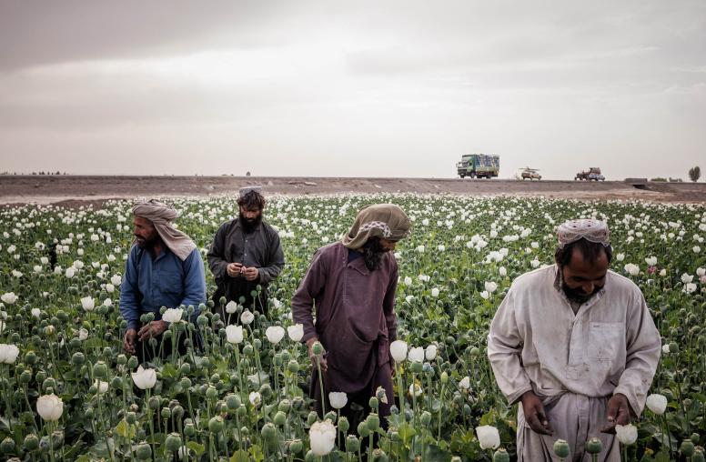 As Taliban Poppy Ban Continues, Afghan Poverty Deepens
