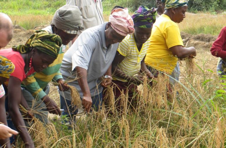 Peace Through Agriculture: How Food Security Can Help Post-Conflict Recovery 